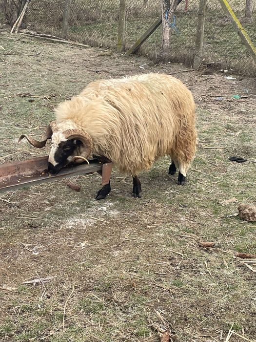 Stra mior  breaz de vanzare