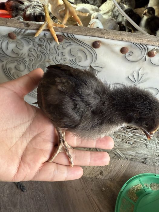 Үй тауықтарының балапандары.