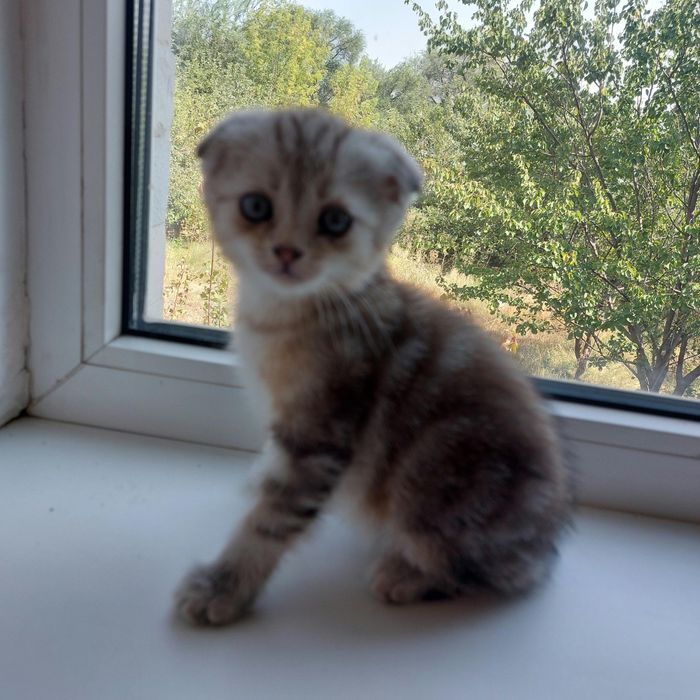 Продаются шотландские котята вислоухие.Скотишь фолд.