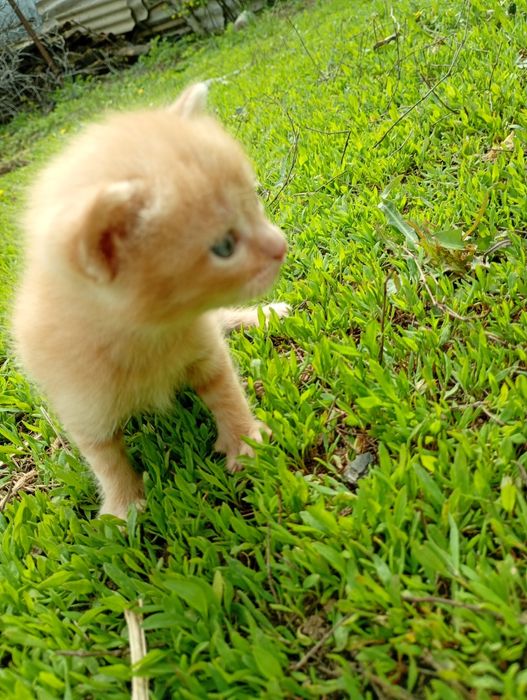 Продам двух котят!