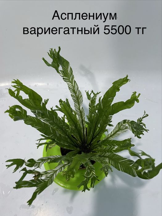 Комнатные растения