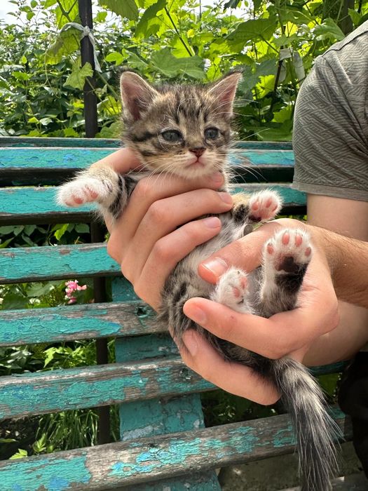 Отдам котят в добрые руки.