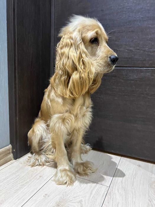 Срочно в добрые руки Английский кокер спаниель девочка годик