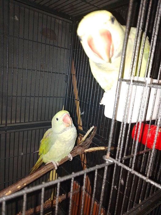 Marele Alexandru pui