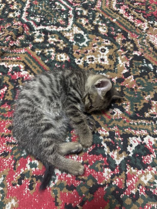 Отдам котенка мальчика