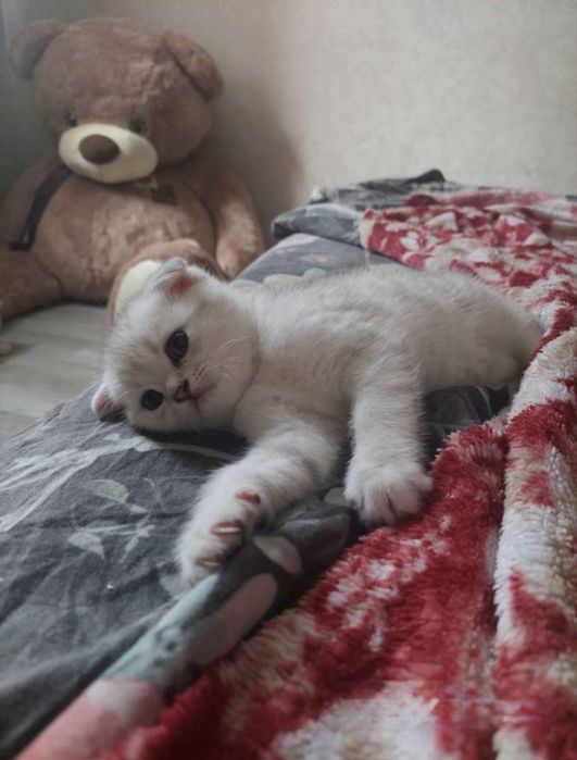 Oq mushukchalar sotiladi