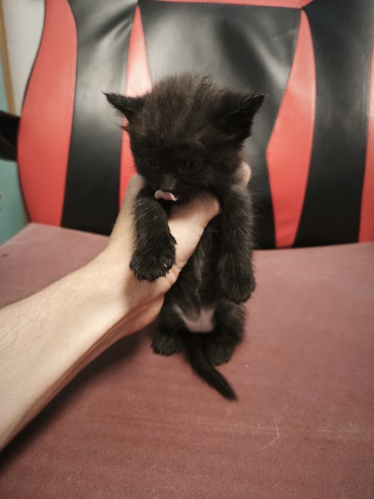 Отдам котят  !!!