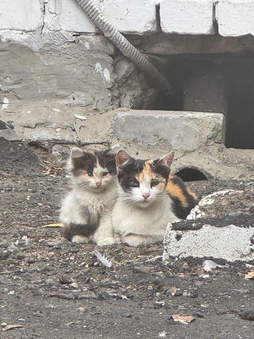 Срочно пристраиваются котята