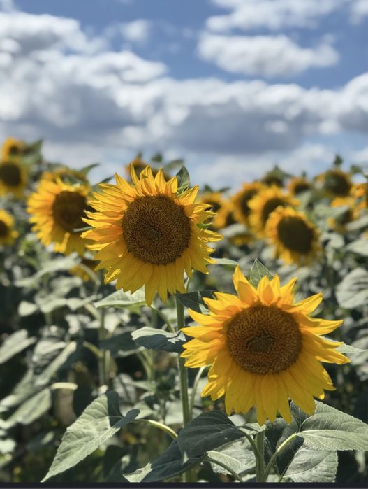 Vând Ulei presat la rece din Floarea Soarelui sănătos