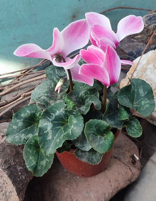 Цикламен продается