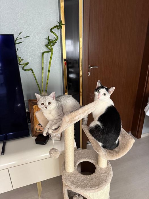 Petsitter/ingrijitor de animale de companie