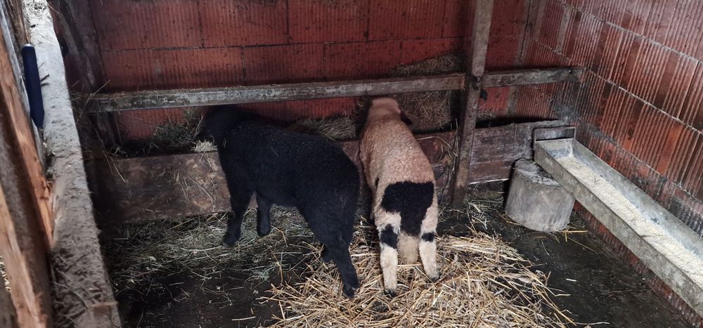 Oi tinere cu miei de vânzare