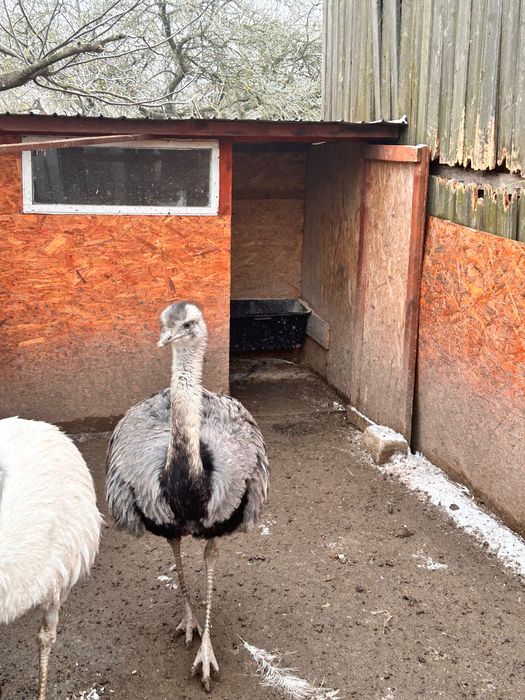 Schimb cu femela struț Nandu