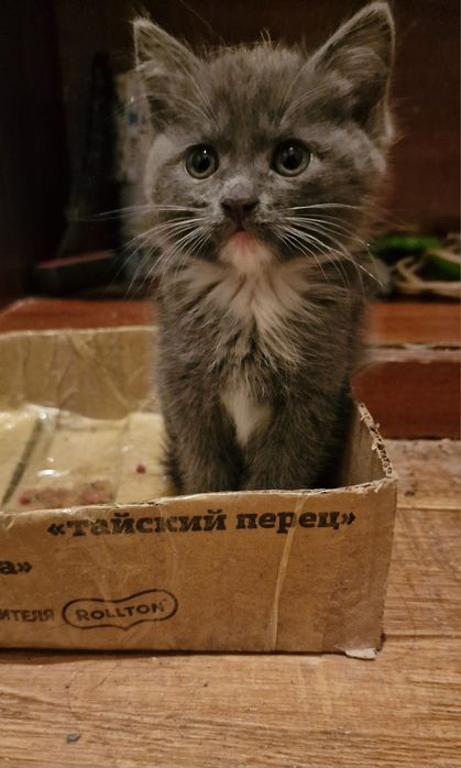 Отдам котят в добрые руки!