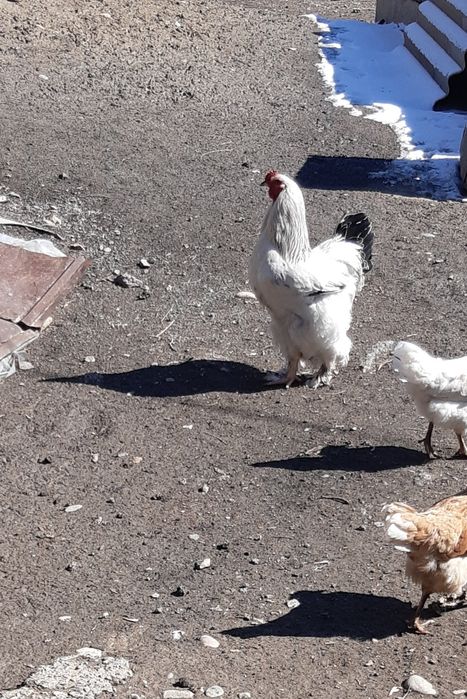 Продам молодого петуха