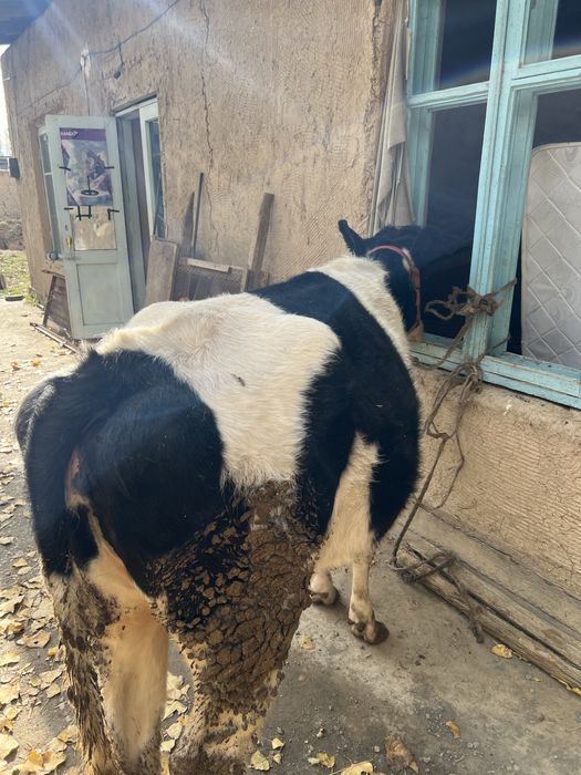 Sigir sotilad Yosh 1 ta tuqqan