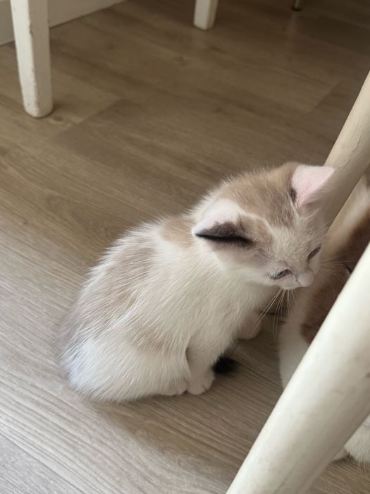 Котята домашние 2,5 месяца два мальчика и девочка