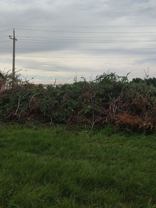 Отдам ветки село Саймасай