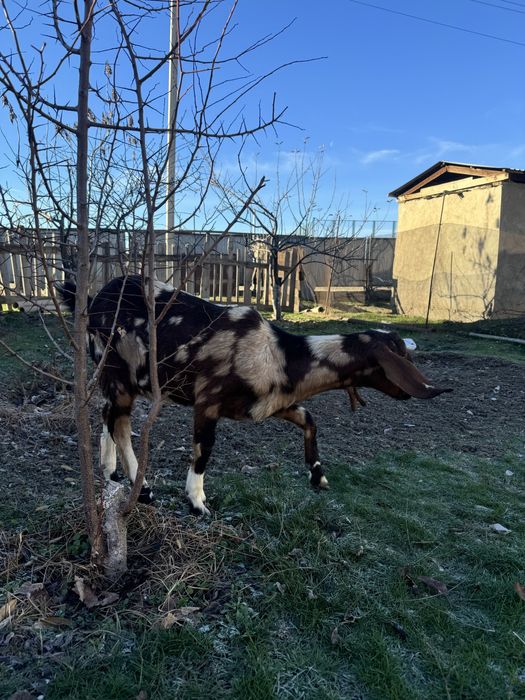 Нуб парода сатылады