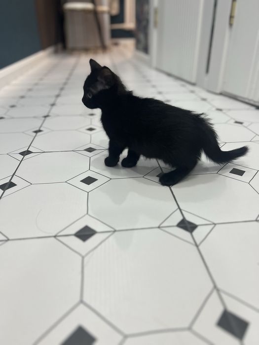 Отдам в добрые руки котенка