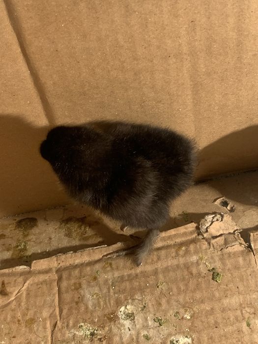 Брама жожа сотилади кони тоза олганга келишамиз