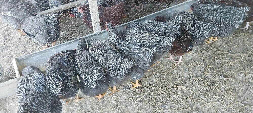 Vînd pasarile don imagine.