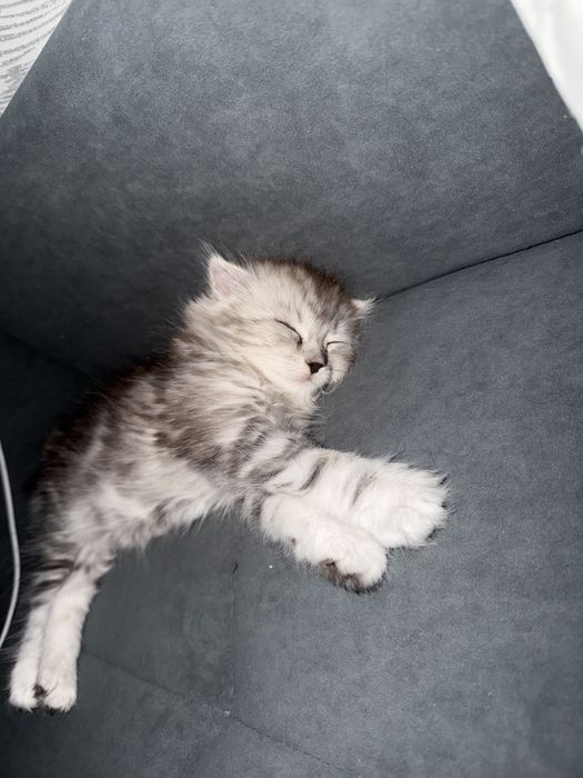 котенок маленкий мальчик