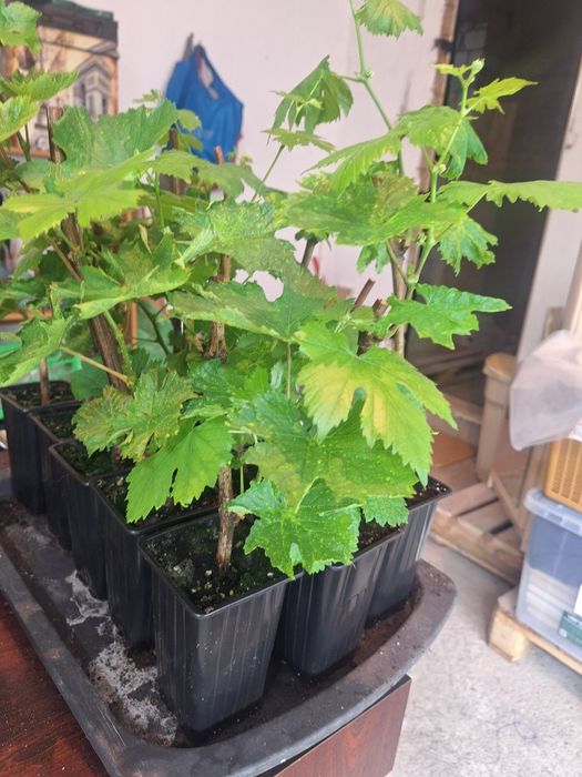 Черенки винограда вегетирующие