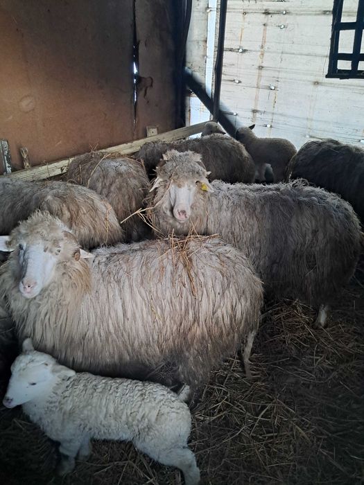 Oi cu miei (oacheșe si bale )