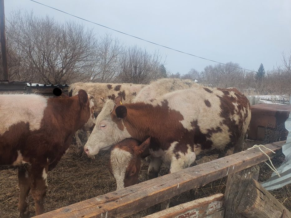 Продам чисткровных Сементалов Тёлки