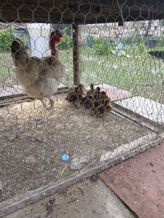 De vanzare closca cu 9 rate salbatice