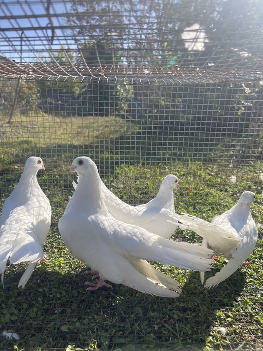 Старозагорски бели