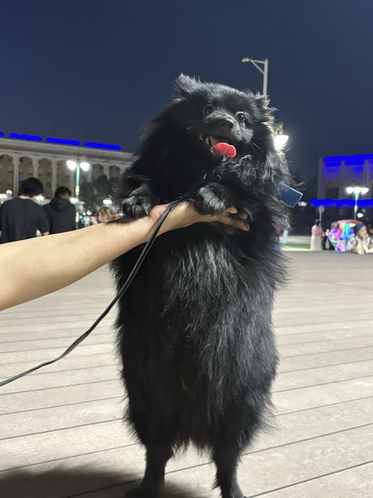 Немецкий шпиц, 10 месяцев
