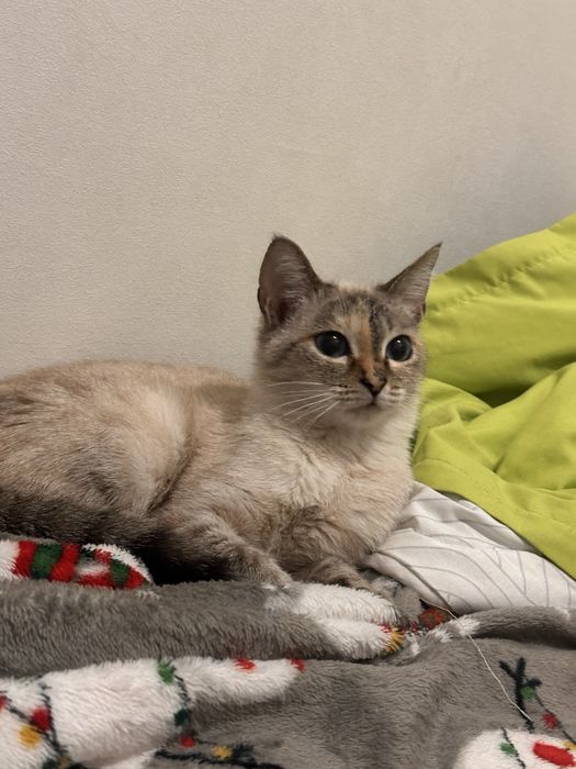 отдам кошечку в добрые руки