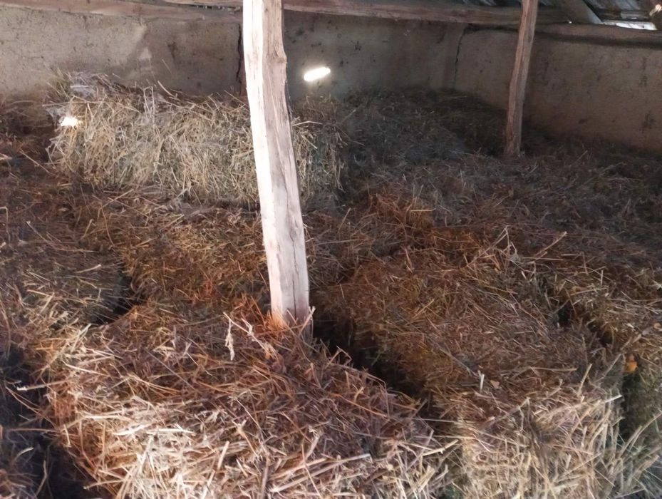 Бали: грах с балур, сено и люцерна и царевица