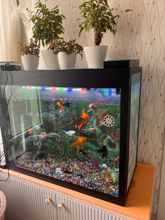 Аквариум в комплекте с рыбами