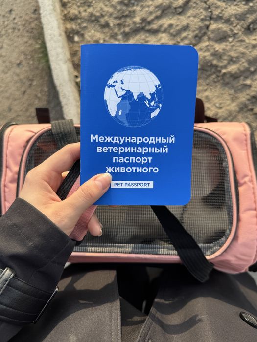 Ищу кошечке нового хозяина