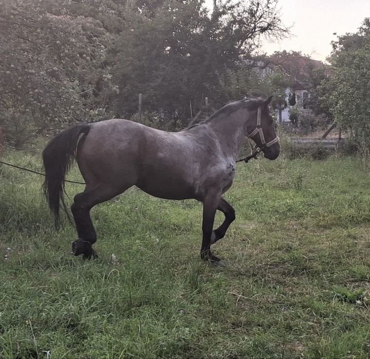 Vând o pereche de cai