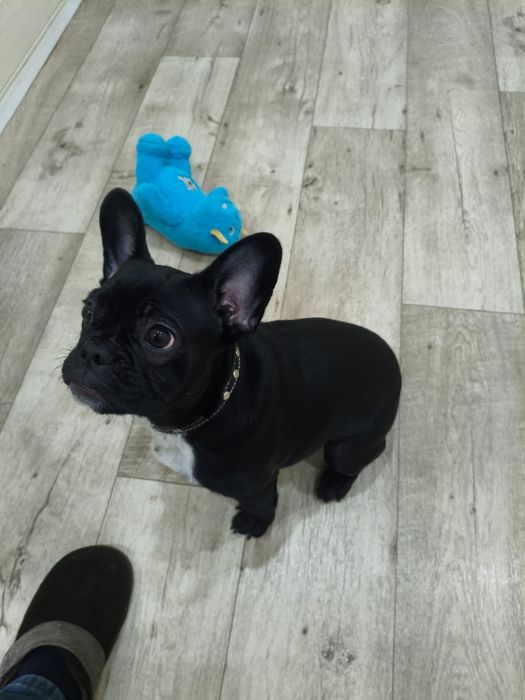 Продам французского бульдога