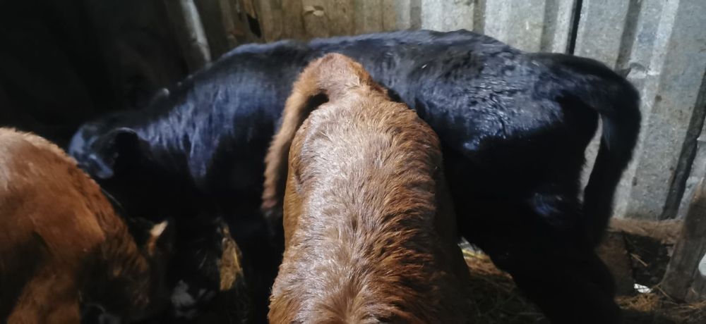 Продам телят 3шт