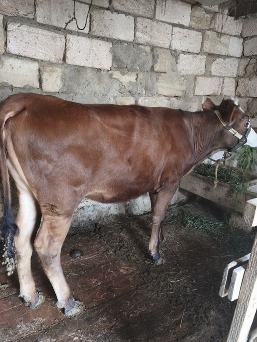 Баспақ сатылады жемде тұрған