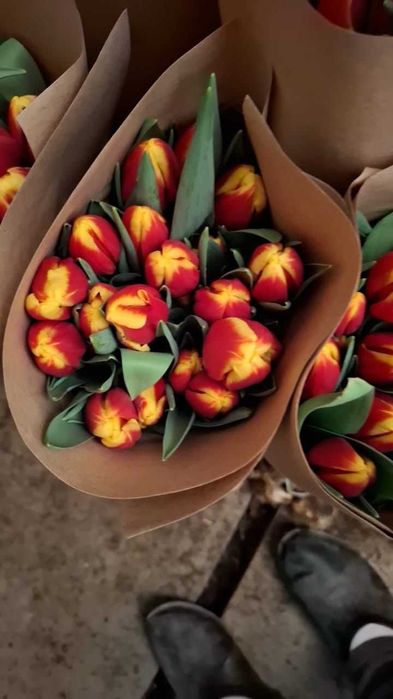 Тюльпаны в Алматы, свежи срезанные .
