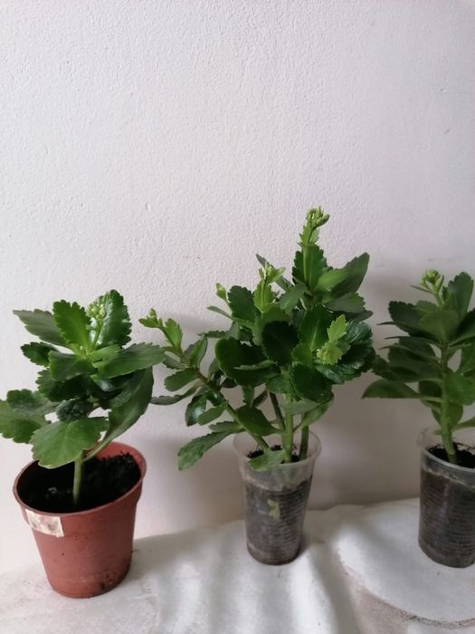 Продам Декоративное Каланхое