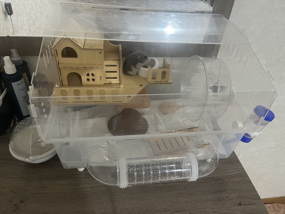 Хомяк ручной домашний