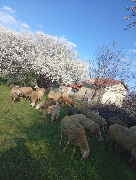 Млади овцета и агнета.