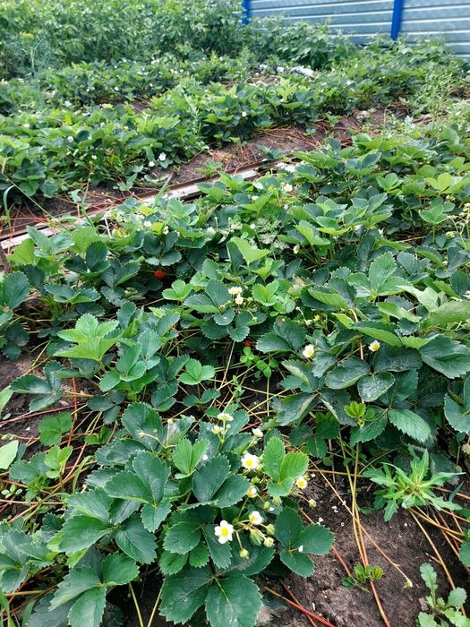 Дачный участок 5 сот, СО Ромашка