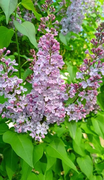 Сирень на срез.  .