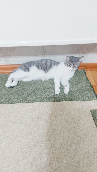 Отдам в добрые руки