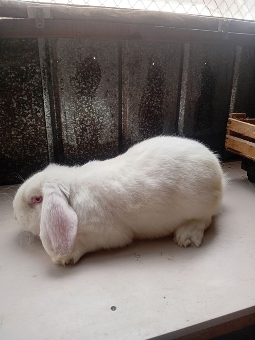 Продам породистых кроликов