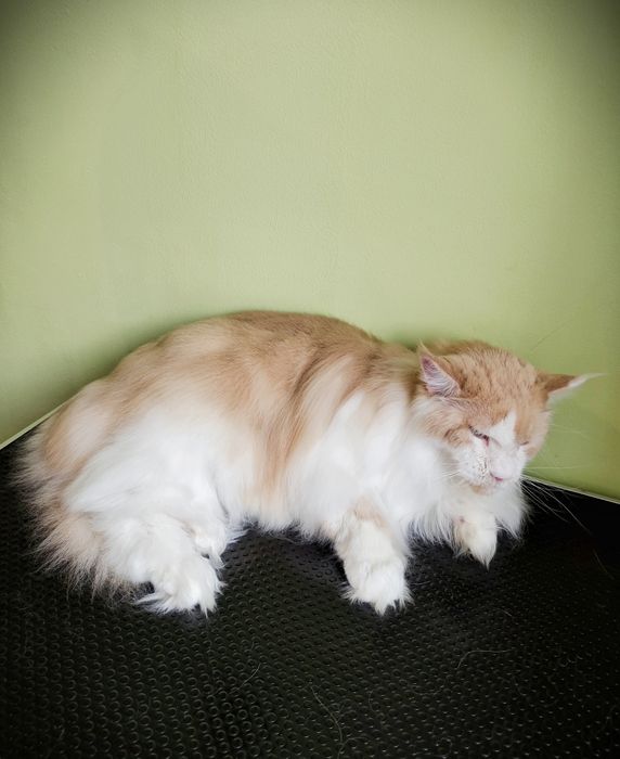 Профессиональный груминг собак и кошек